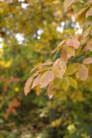 e0017393_7484120.jpg