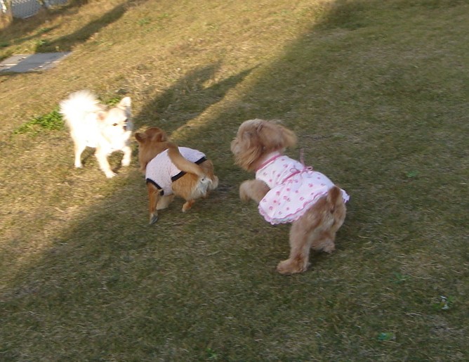 c0041207_1275375.jpg
