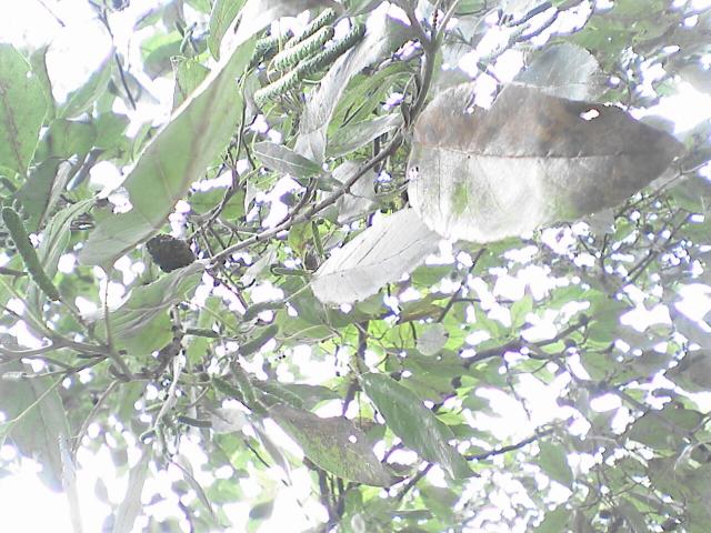 b0048509_5404541.jpg