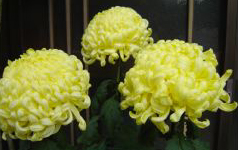 c0011009_1946447.jpg