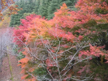 e0077528_18282628.jpg