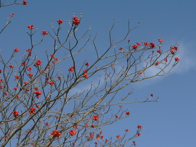 c0073633_21185629.jpg