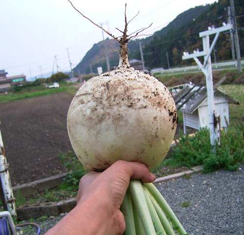 c0072843_1716295.jpg
