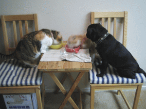 b0035453_18351186.gif