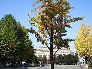 e0023471_17395031.jpg