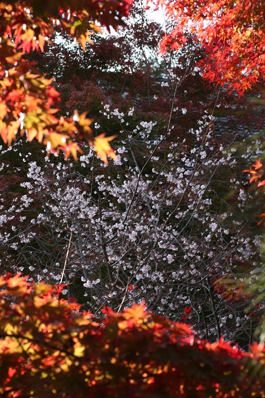 e0045106_195811.jpg