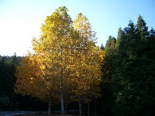 b0061107_23472775.jpg