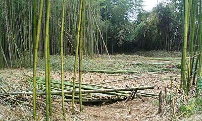 c0012810_11472465.jpg