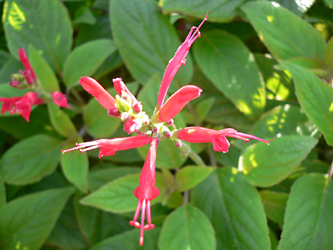 c0069048_6273485.jpg