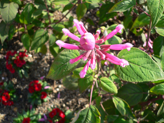 c0069048_6282826.jpg