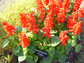 c0069048_6292597.jpg