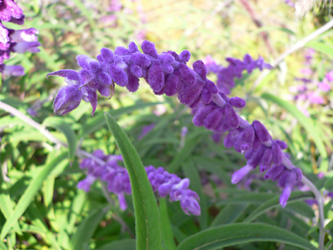 c0069048_631864.jpg
