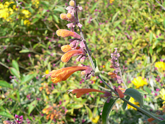 c0069048_6324062.jpg