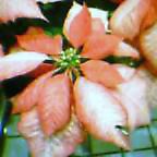 c0050522_2245154.jpg