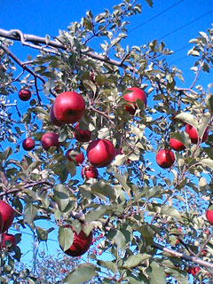c0022231_2334244.jpg