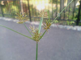 e0063653_9535362.jpg