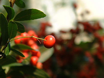 d0034988_2223861.jpg