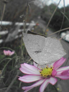 c0056903_1828095.jpg