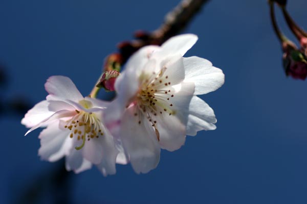 e0045106_1626098.jpg