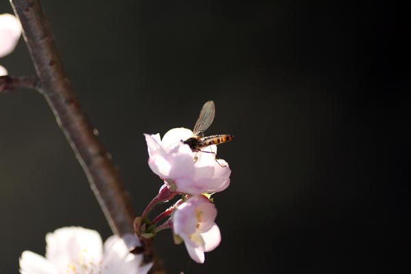 e0045106_16262137.jpg