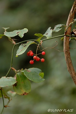 c0027027_22542682.jpg