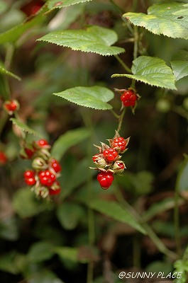 c0027027_2254912.jpg