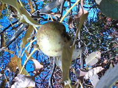 c0022231_10485955.jpg