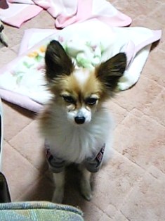 e0043162_1304419.jpg