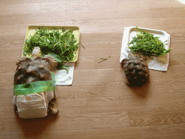 b0055276_23123752.gif