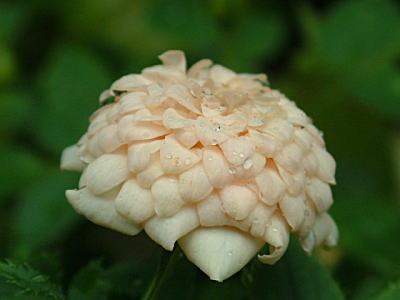 d0034988_23373555.jpg