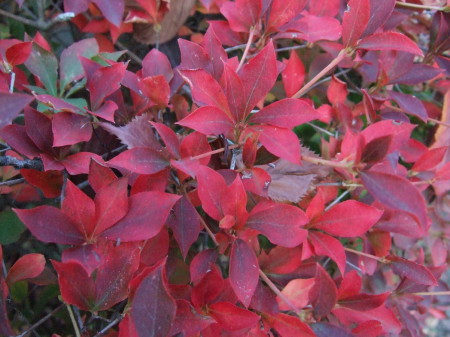 c0044199_21382947.jpg