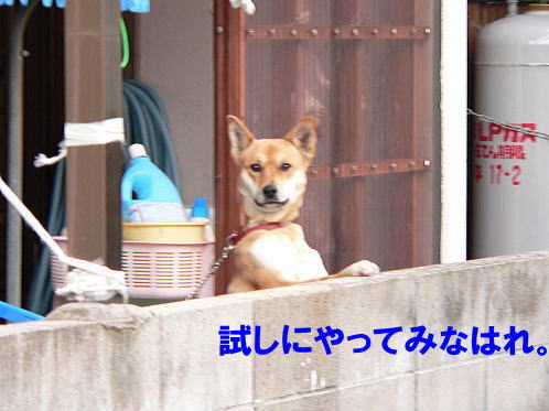 a0015815_0425336.jpg
