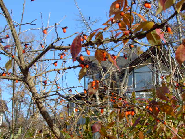 e0017562_23382825.jpg