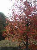 c0030363_093734.jpg