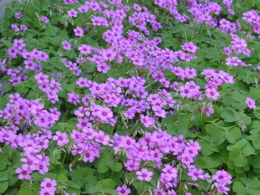 d0050472_20472069.jpg