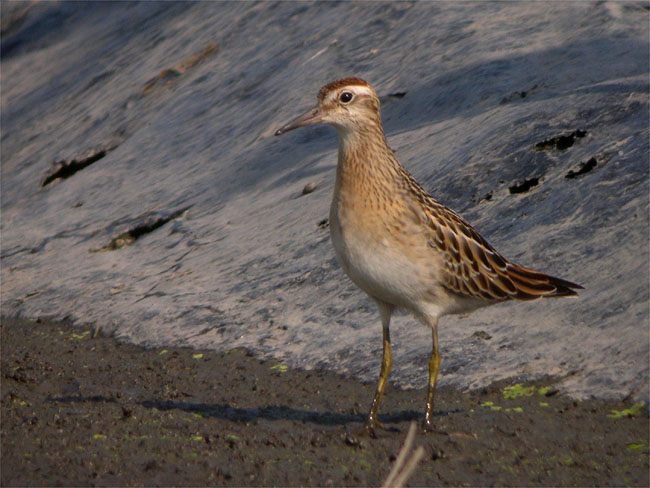 d0009773_1545932.jpg