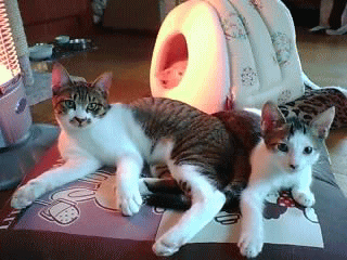c0065287_0361386.gif
