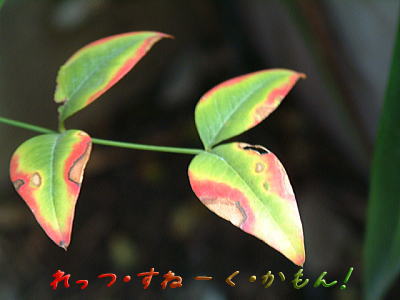 d0034988_23235381.jpg