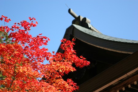 d0001533_1636569.jpg