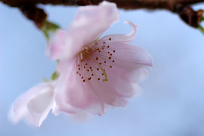 c0050264_11432839.jpg