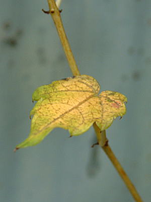 d0034988_22473636.jpg