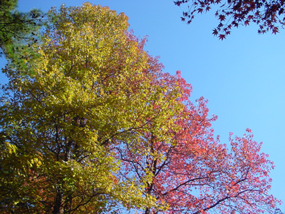 c0049902_20144654.jpg