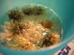 c0060603_23411863.jpg
