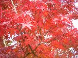 b0053414_2344327.jpg