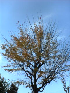 e0074253_2247373.jpg