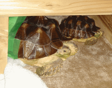 b0055276_23291059.gif
