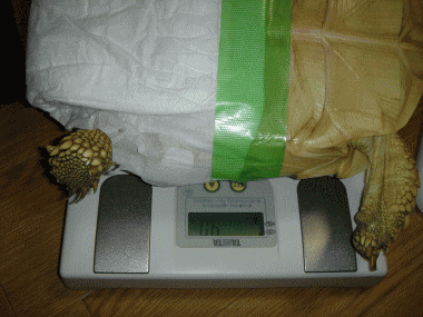 b0055276_2374773.gif