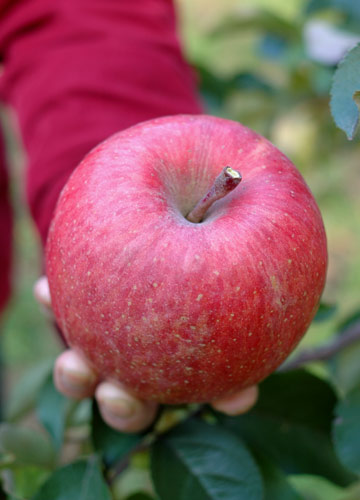 e0017393_2322939.jpg