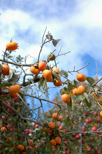 e0017393_233296.jpg