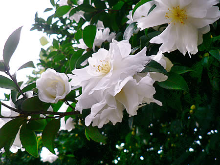 d0035104_012221.jpg